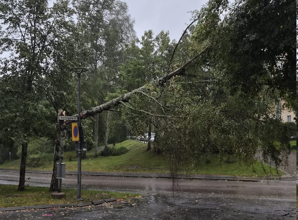 Stort träd föll över väg – SMHI varnar för kraftiga vindar – Telgenytt
